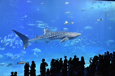 美ら海水族館