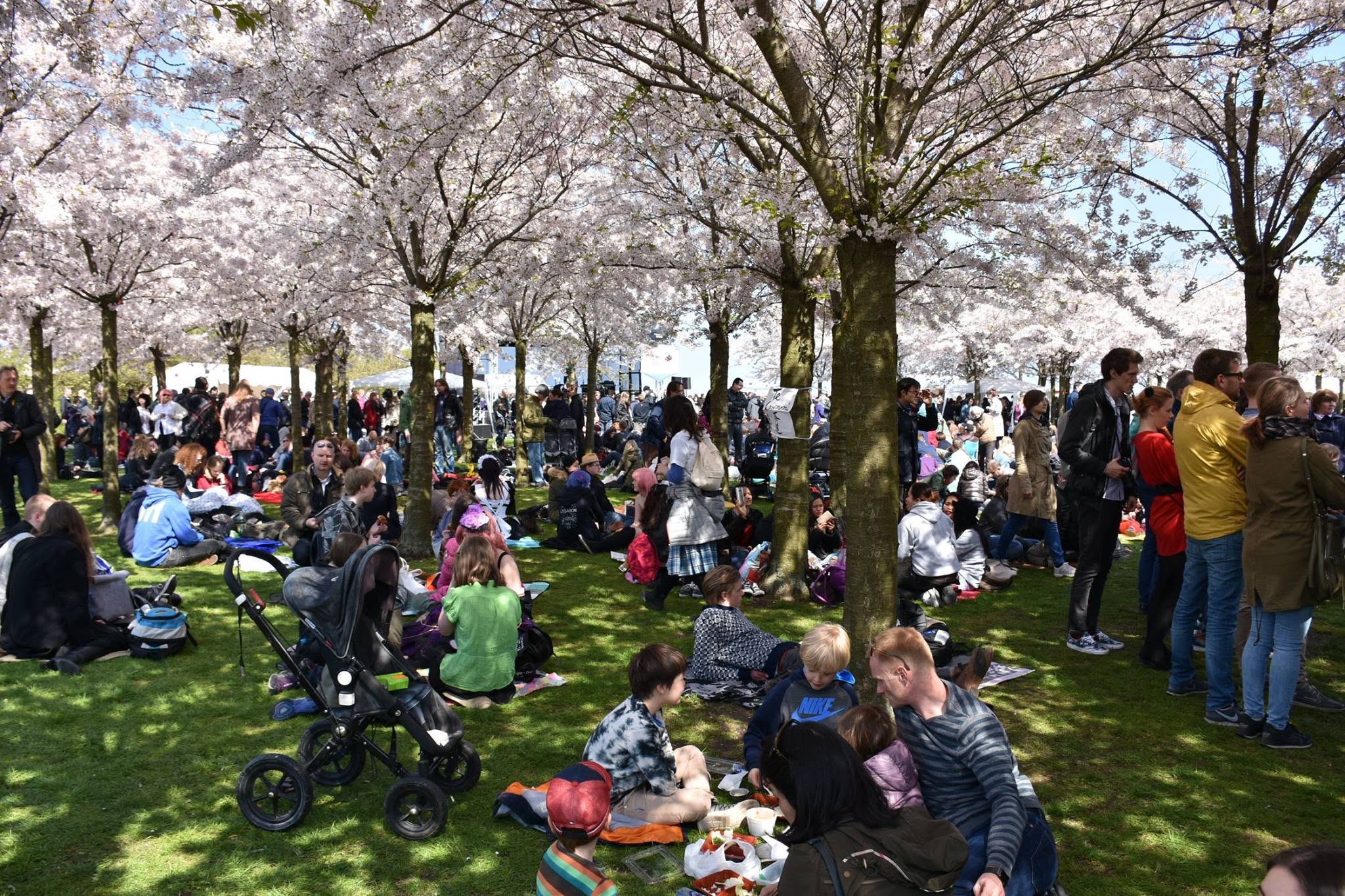 Visitors enjoying the cherry blossoms at the Copenhagen Sakura Festival