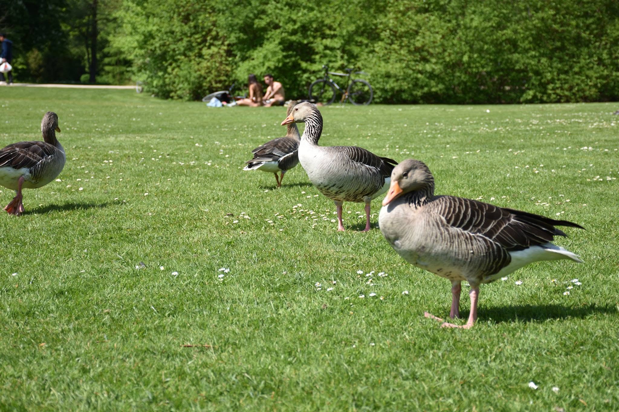 Geese on the park lawn