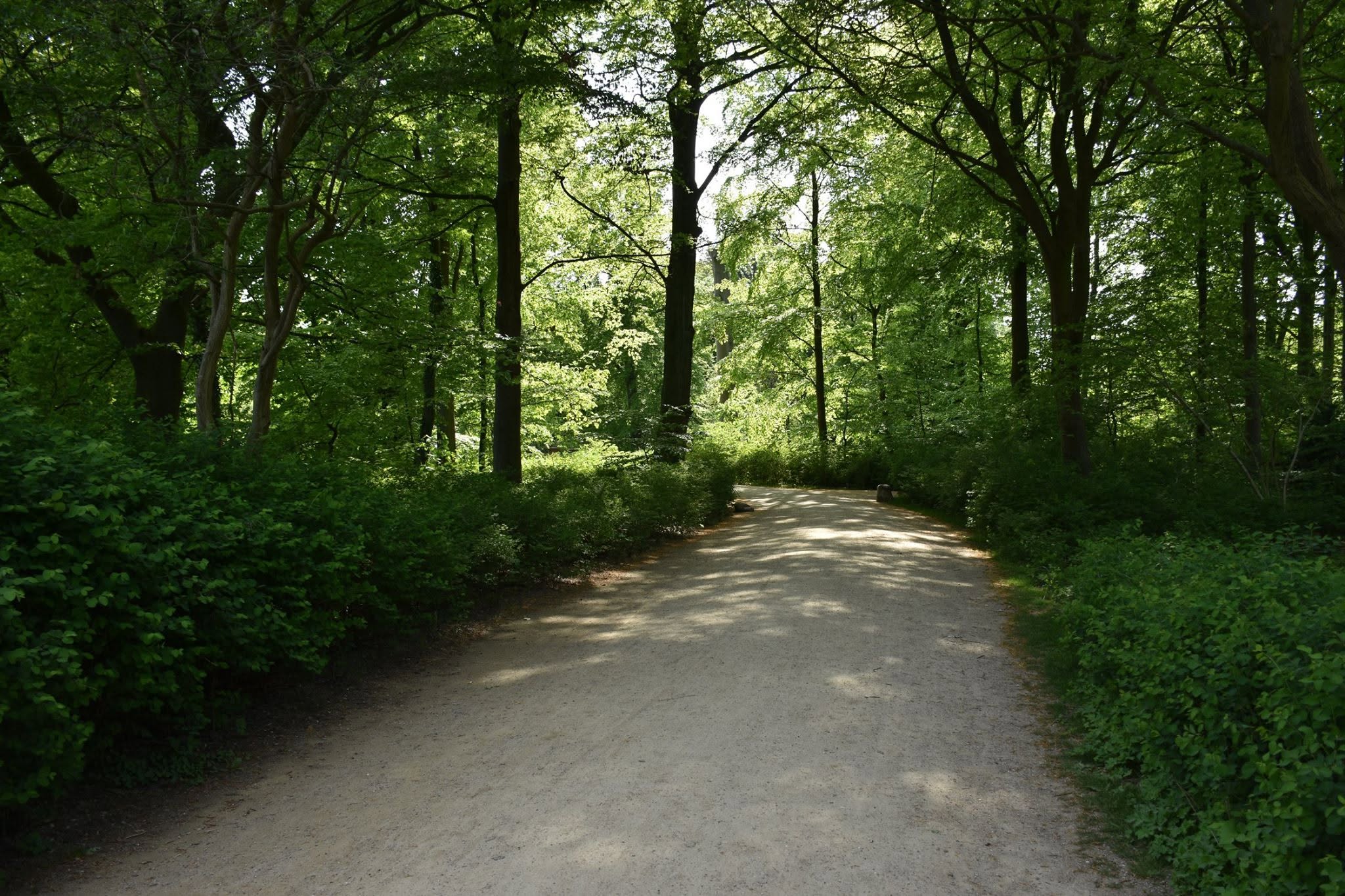 A shaded path through lush greenery